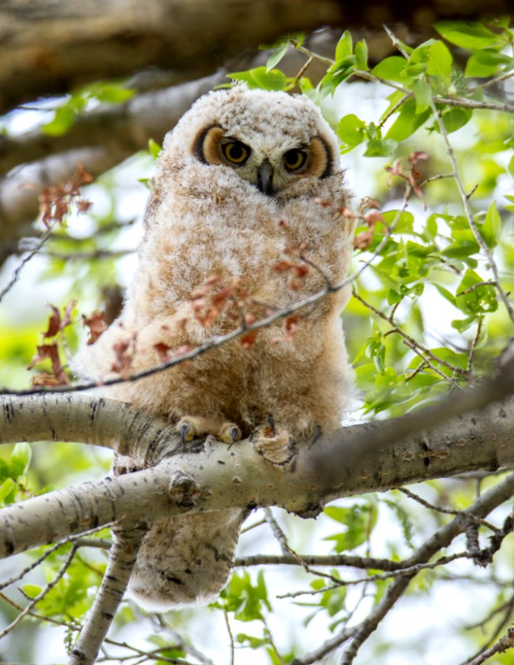 Great horned owl chick in cottonwood tree in Mammoth Hot Springs