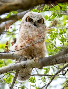 Great horned owl chick in cottonwood tree in Mammoth Hot Springs