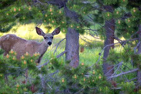 Mule deer near Yellowstone Lake photo