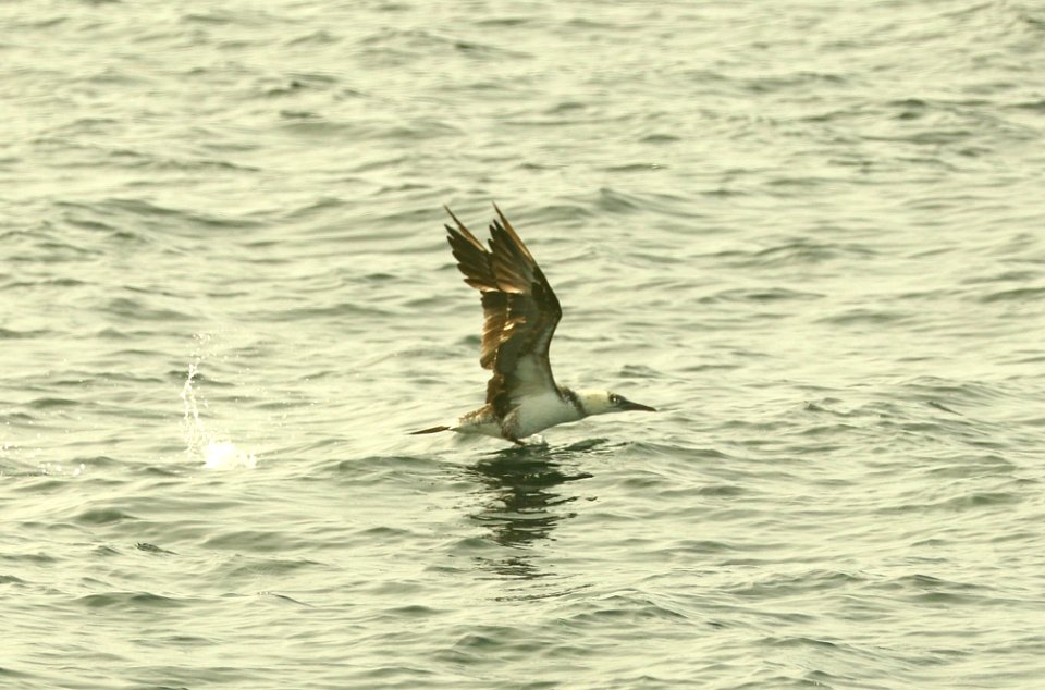 167 - NORTHERN GANNET (9-15-2918) MAS pelagic trip, out of bar harbor, me -05b