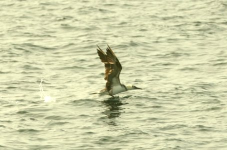167 - NORTHERN GANNET (9-15-2918) MAS pelagic trip, out of bar harbor, me -05b