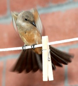 588 - SAY'S PHOEBE (7-14-12) 78 circulo montana, patagonia lake ranch estates, scc, az -01 - Copy