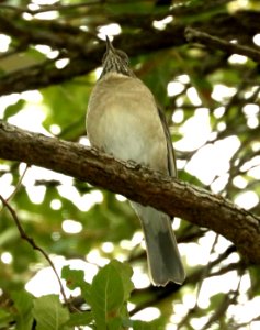 754 - WHITE-THROATED THRUSH (1-10-2018) madera picnic area, madera canyon, pima co, az - 07