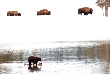 Grizzly bear on carcass