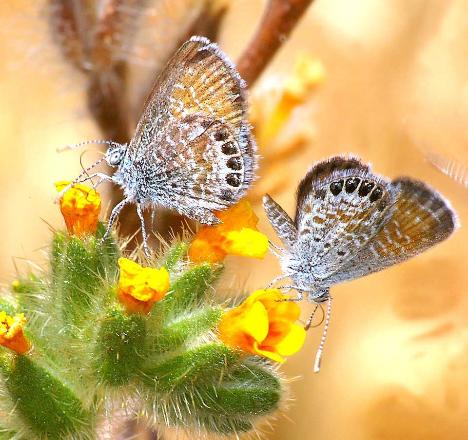 PYGMY-BLUE, WESTERN (Brephidium exile) (5-15-08) ca valley, carrizo plain, ca  (4)