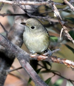 627 - HUTTON'S VIREO (2-6-2017) lower humboldt cyn, patagonia mts, santa cruz co, az -01