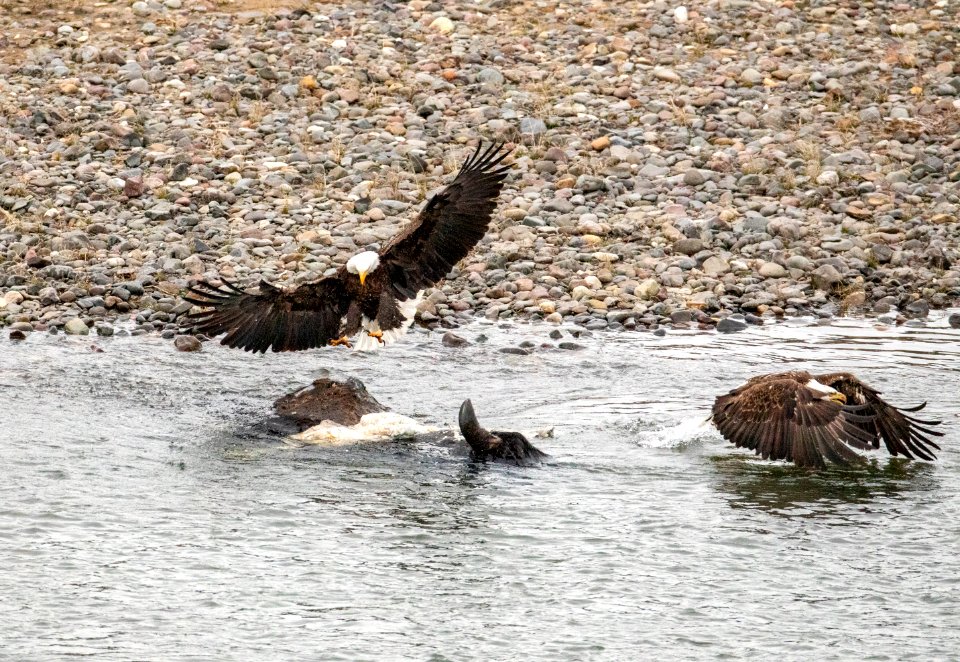 Two bald eagles fighting for bison carcass