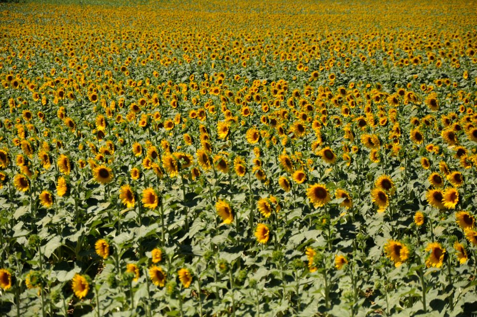 sunflower