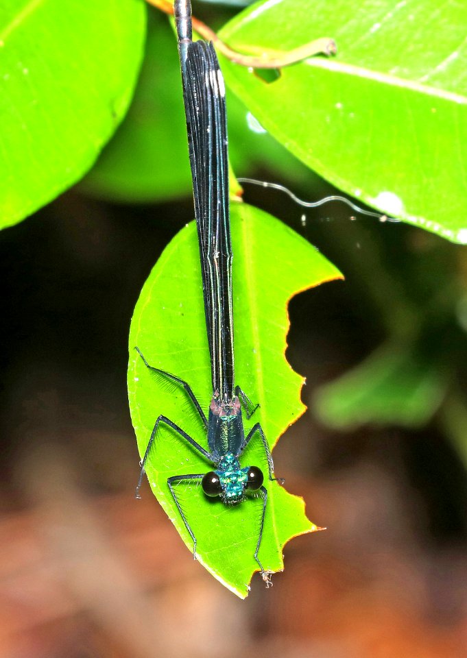 JEWELWING, EBONY (Calopteryx maculata) (6-15-2017) weymouth woods sandhills preserve, richmond co, nc (2)