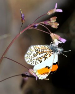 ORANGETIP, SOUTHWEST (Anthocharis thoosa) (3-21-2020) guindani trail, whetstone mts, cochise co, az (1)