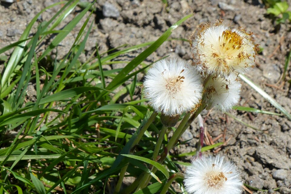Plant nature flowers