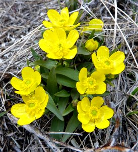 Sagebrush buttercup