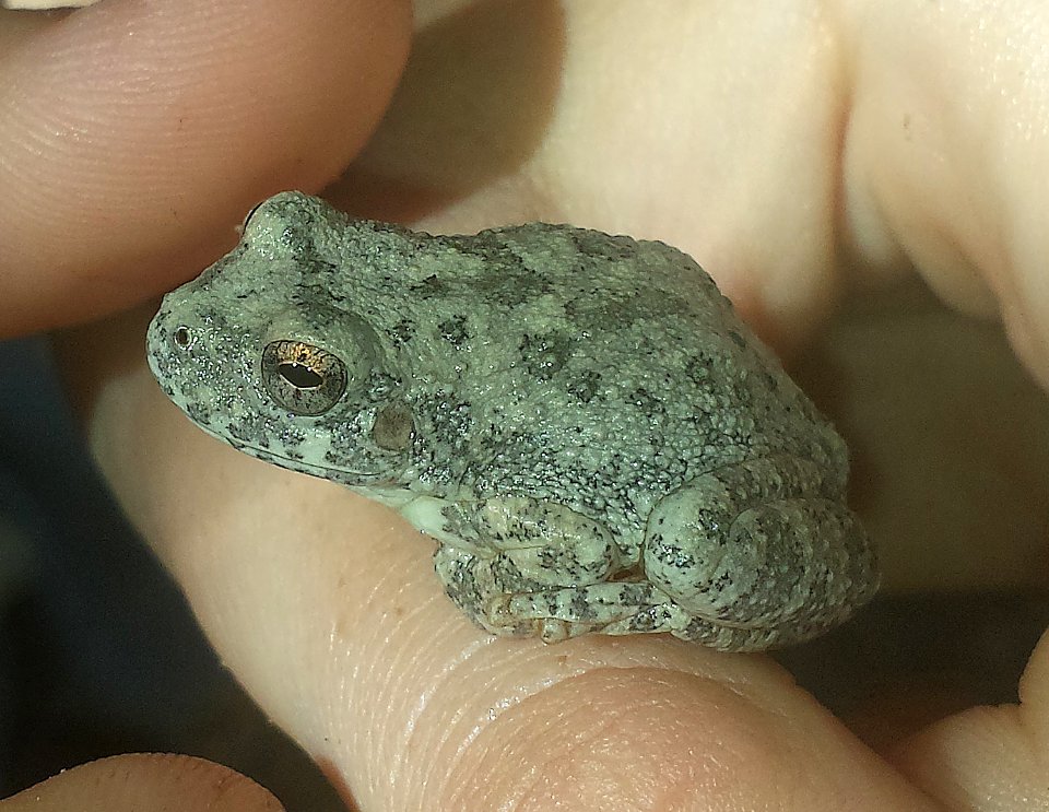 CANYON TREEFROG (Hyla arenicolor) (11-3-2017) patagonia lake, santa cruz co, az -01b