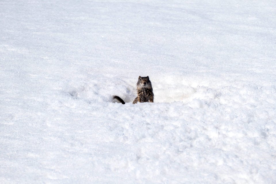 Uinta ground squirrel in spring