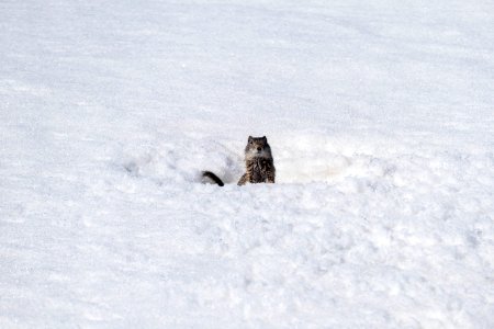 Uinta ground squirrel in spring