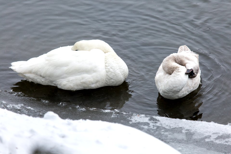 Resting & preening trumpeter swans, Yellowstone River