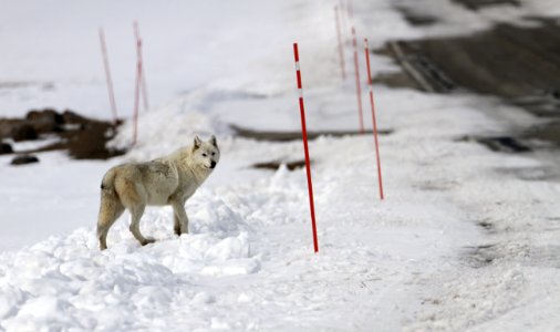 Alpha female of the Canyon pack