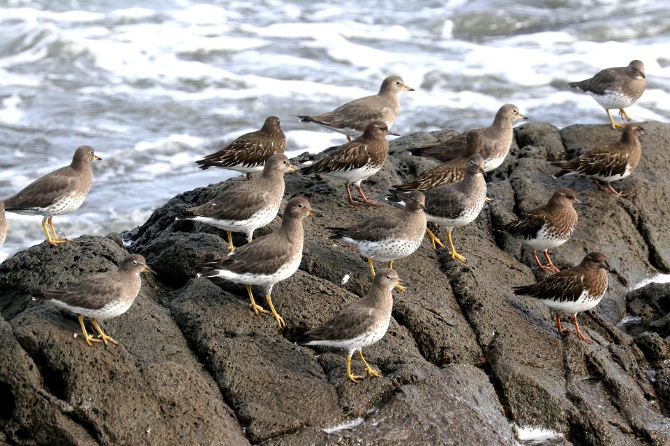 306 & 307 - SURFBIRD & BLACK TURNSTONE (1-11-2021) crescent city, del norte co, ca -01