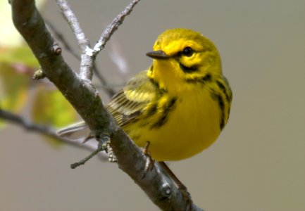 Prairie Warbler