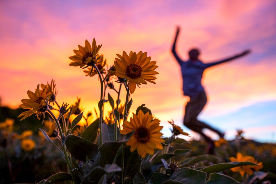 Jumping for joy in a field of spring wildflowers (Balsamorhiza sagittata)