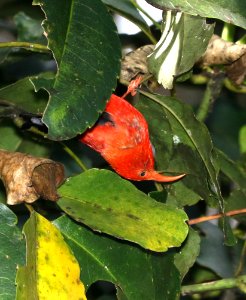 I'IWI (8-30-2017) hakalau forest national wildlife refuge, hawaii co, hawaii -19