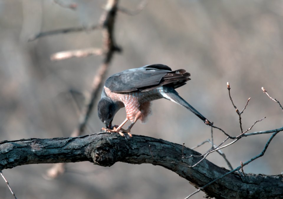 Cooper's Hawk