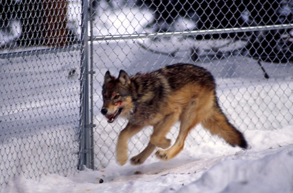 Wolf #7 in Rose Creek pen