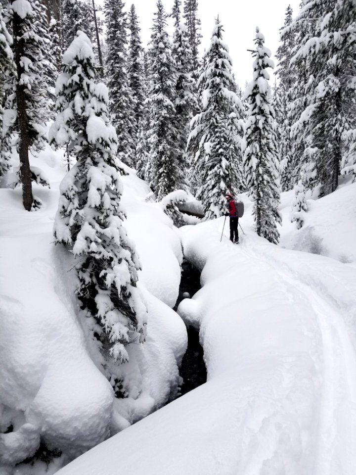 Skier on Spring Creek Trail