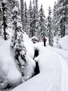 Skier on Spring Creek Trail photo