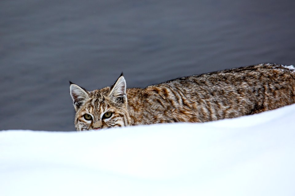 Bobcat along the Madison River