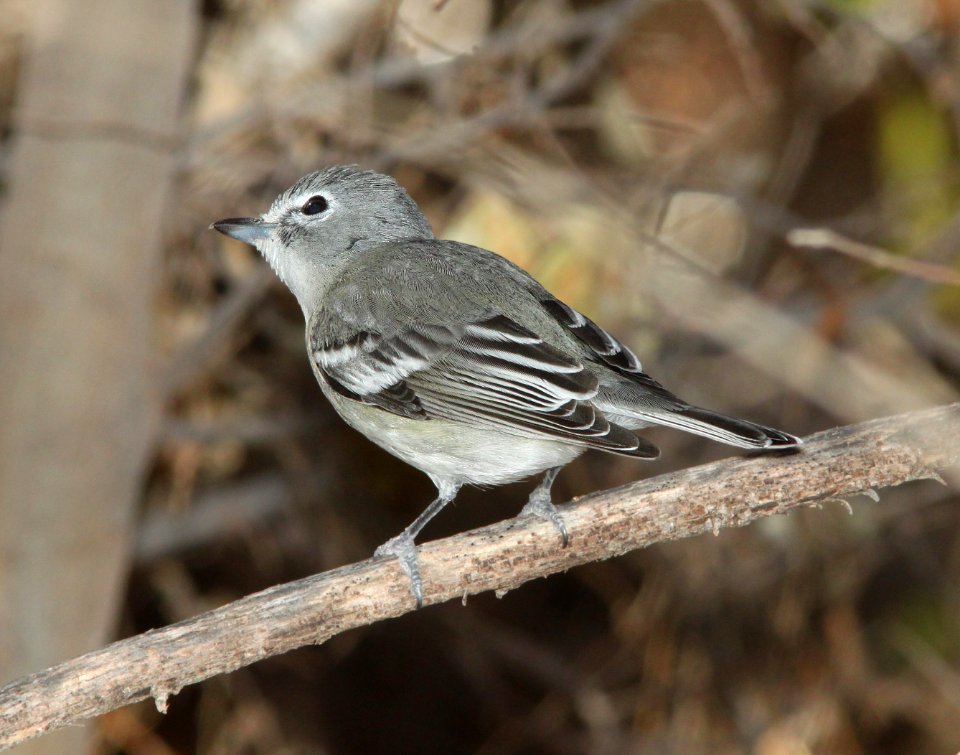 VIREO, PLUMBEOUS (1-4-12) clark's crossing, santa cruz river, scc, az -01