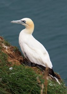 Nesting Gannet. Bempton, Yorkshire photo