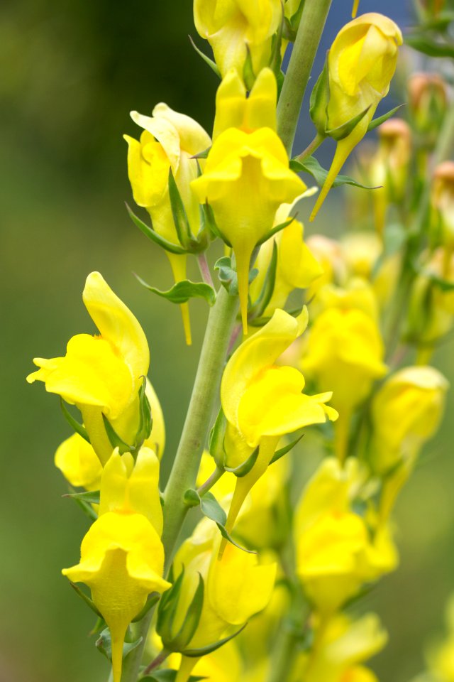 Yellow toadflax (Linaria vulgaris)