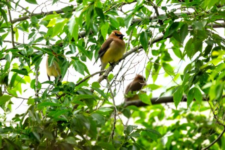 Cedar waxwings (Bombycilla cedrorum) near the North Entrance