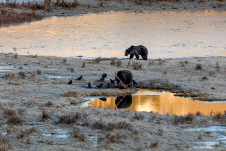 Grizzly boars take turns eating a bison carcass
