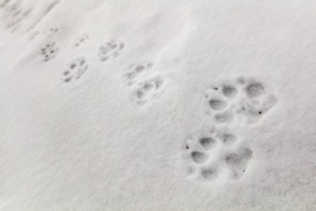 Wolf tracks on Fountain Freight road