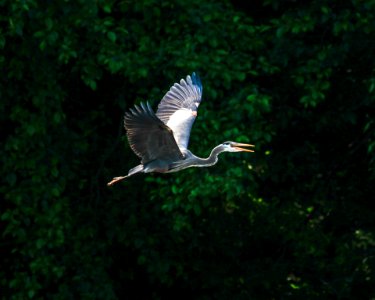 Blue Heron