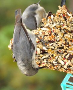 687 - PYGMY NUTHATCH (9-4-2017) boulder creek, santa cruz co, ca -09