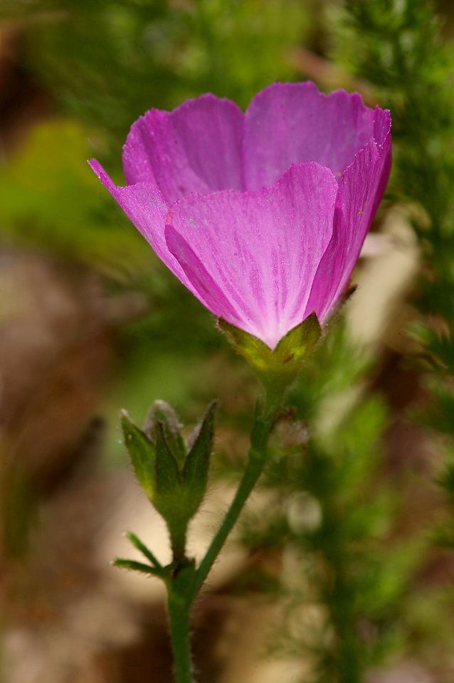 CHECKERBLOOM  (sialceamalviflora) (5-26-08) canet rd, san luis obispo, ca-2
