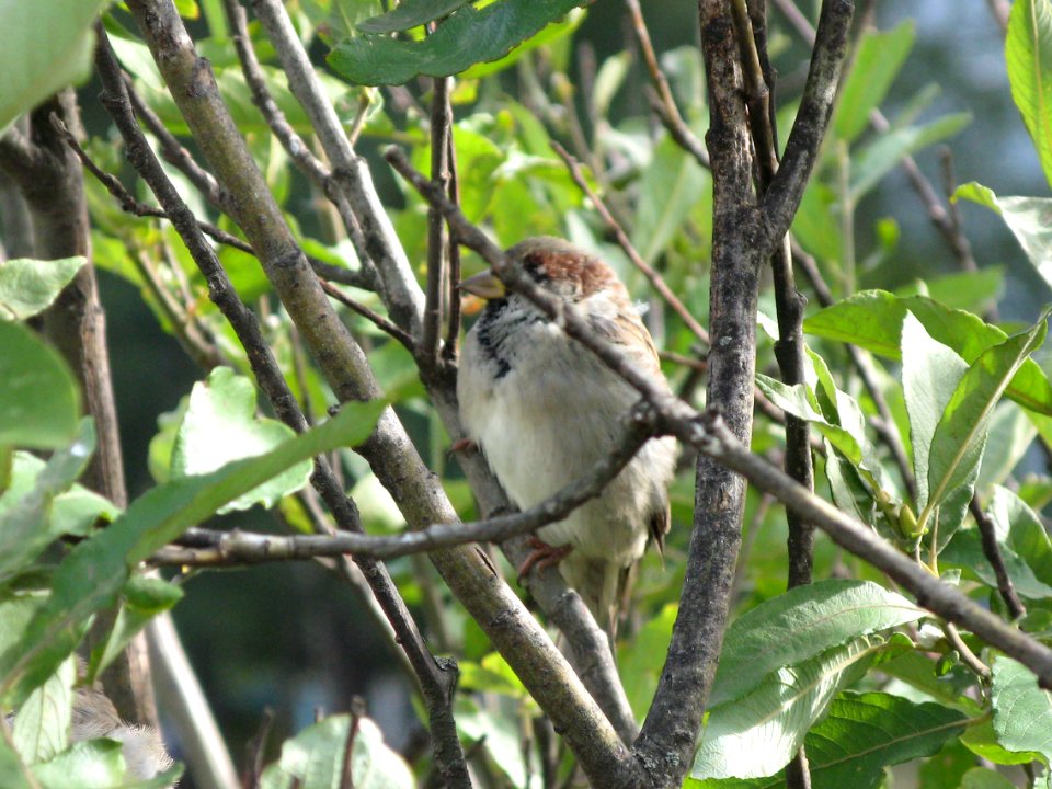 sparrrows
