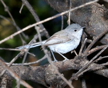 704 - BLACK-CAPPED GNATCATCHER (5-27-2016) female, patagonia lake, santa cruz co, az -01