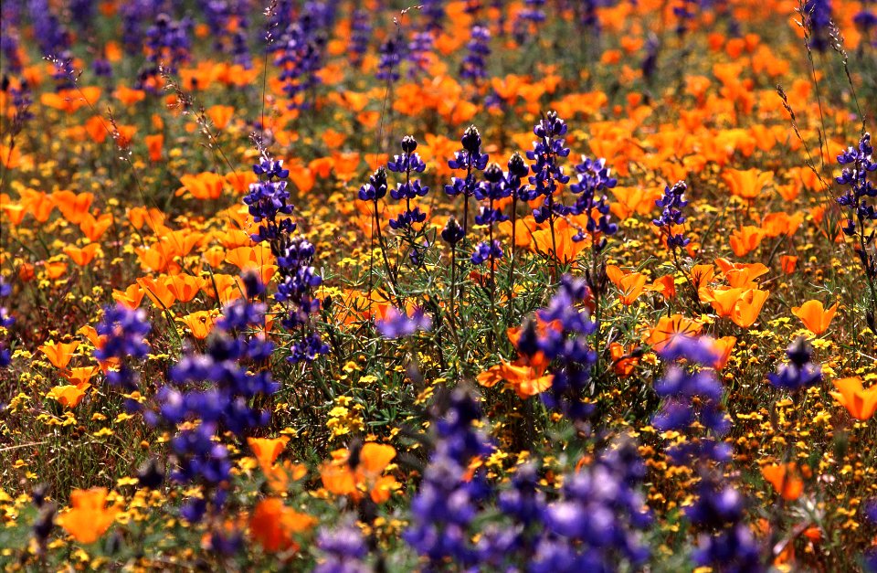 CARRIZO - Wildflowers of 05 -6