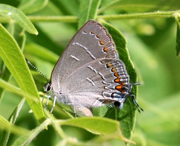 HAIRSTREAK, SOAPBERRY ( Phaeostrymon alcestis) (5-18-2020) oracle, pinal co, az -05