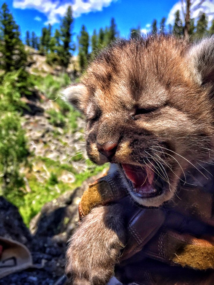 Male cougar kitten of F202