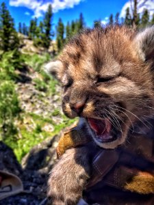 Male cougar kitten of F202 photo