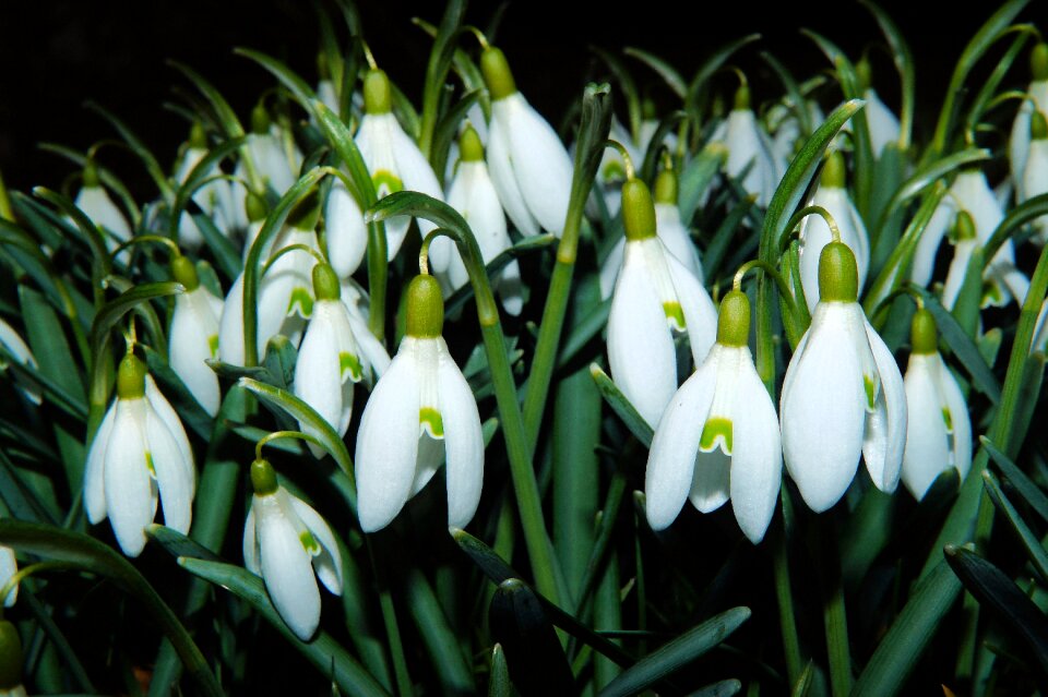 Nature white garden