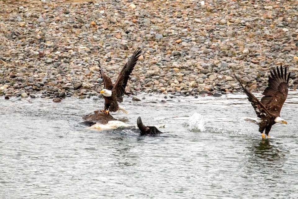 Two bald eagles fighting for bison carcass