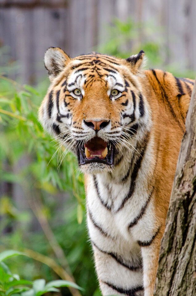 Animal wildlife nature