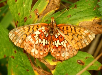 FRITILLARY, RELICT (Boloria kriemhild) (7-26-20190 7000 ft, cottonwood lake east of smoot, bridger-teton nat for, lincoln co, wy -03