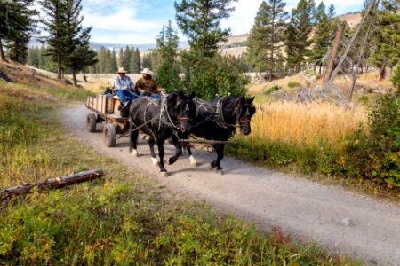 Horse team and wagon along the Slough Creek Trail photo